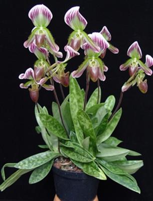 Орхидея пафиопедилум (венеринова обувка): грижа и описание на видовете