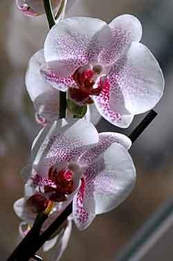 Как орхидеи "горещ душ" поглезят и цъфтят принуди?
