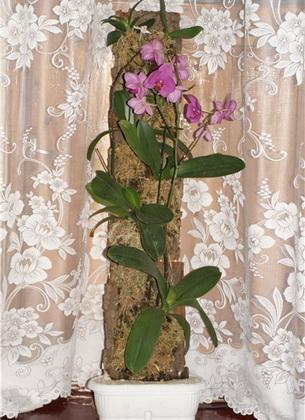 Грижа за орхидеи с различни методи на отглеждане