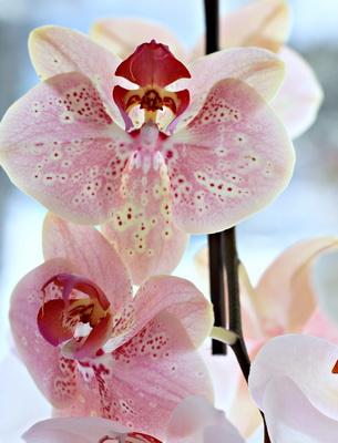 Основни условия за поддържане на орхидеи