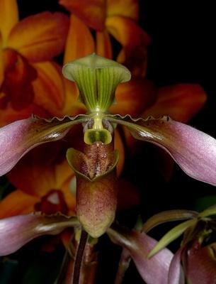 Орхидея пафиопедилум (венеринова обувка): грижа и описание на видовете
