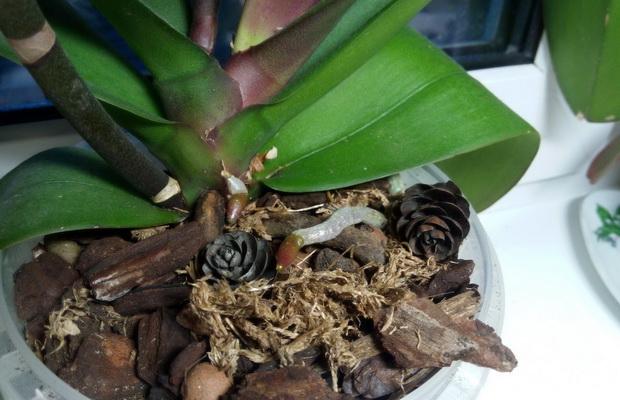 Грижа за орхидеи с различни методи на отглеждане