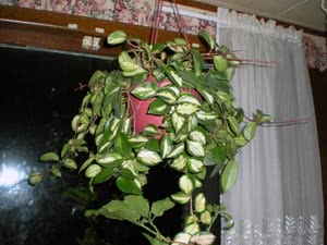 Растения Ampepal