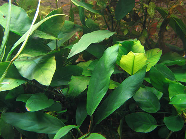 Anubias – поддръжка на аквариума, видове