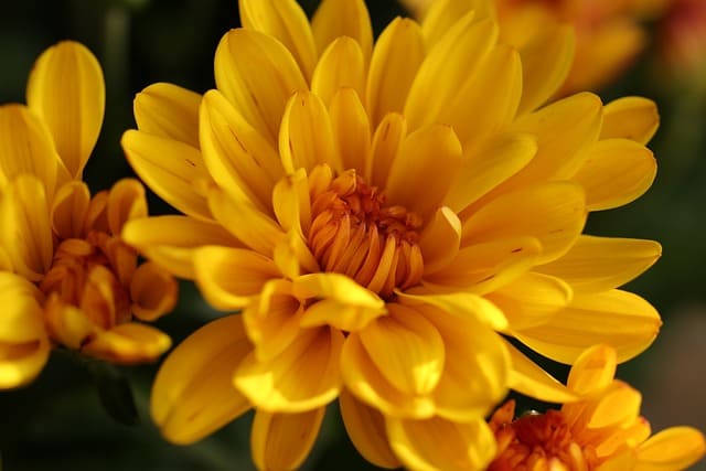 Хризантеми - това са едни от най-разнообразните и издръжливи цветя, които символизират щастие, здраве и дълголетие.