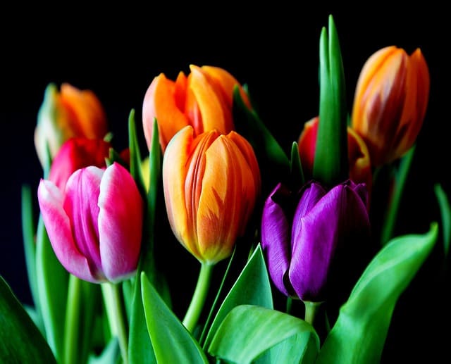 Лалета - това са едни от най-веселите и разноцветни цветя, които символизират пролетта, новото начало и радостта.