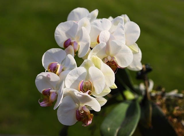 Орхидеи - това са едни от най-елегантните и изискани цветя, които символизират красота, изтънченост и любов.