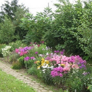 Цветя флокс в дизайна на градината