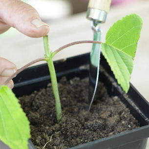 Начини на размножаване hydrangeas през пролетта, лятото и есента