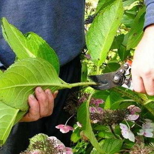 Начини на размножаване hydrangeas през пролетта, лятото и есента